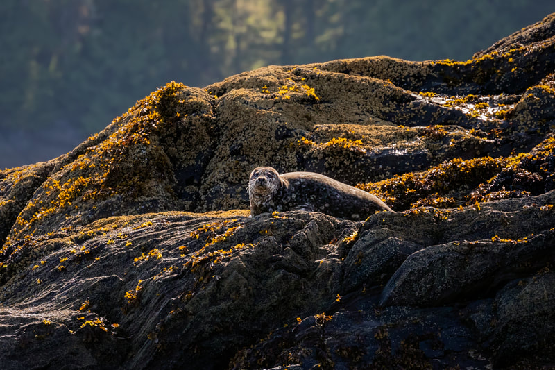 Seal sitting on the rocks near Ketchikan, Alaska
