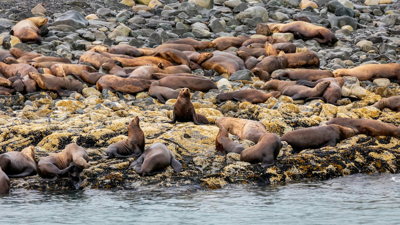 Sea lion colony sitting on the rocks near Juneau Alaska