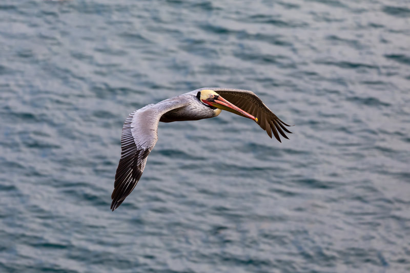 Pelican in flight over the Pacific Ocean 
