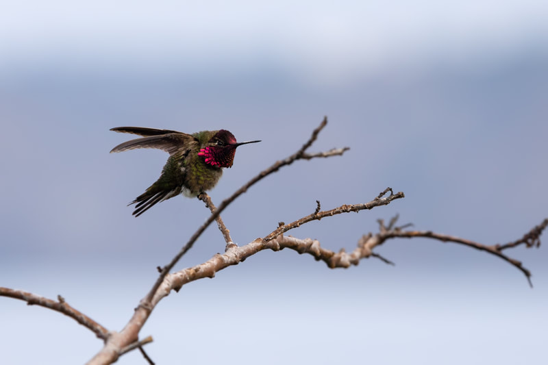 Hummingbird sitting on a branch 
