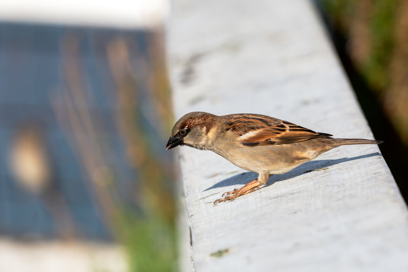 Sparrow bird  sitting on ledge by the beach 