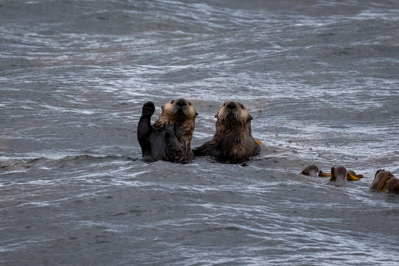 Pair of Sea Otters waving near Hoonah Alaska 
