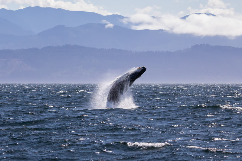 Humpback Whale Breaching, Victoria BC, Canada