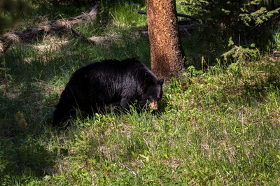 Black Bear - Yellowstone National Park, Wyoming