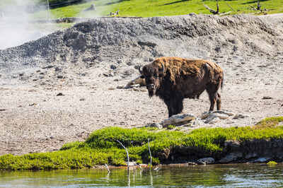 Bison - Yellowstone National Park, Wyoming