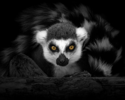 Lemur - Black and White Portrait 