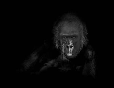 Gorilla Portrait - Black and White 