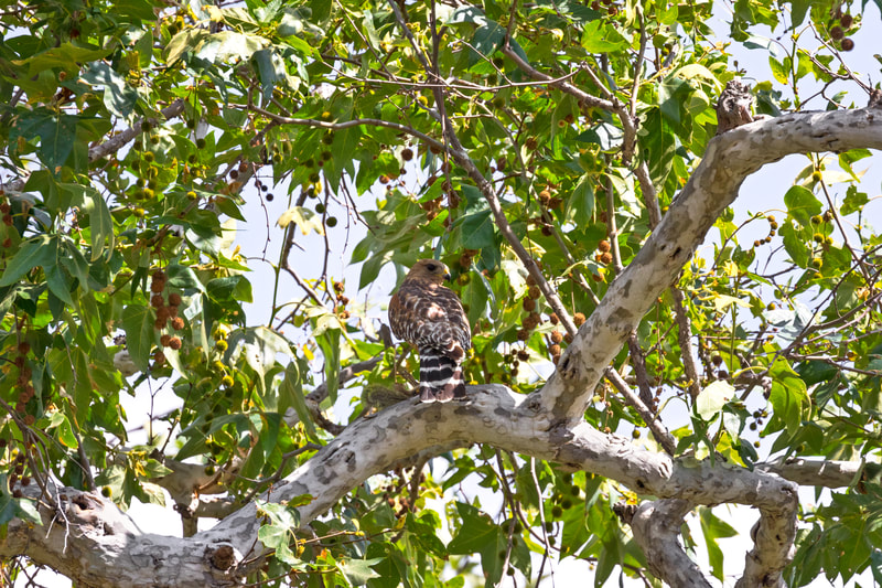 Hawk sitting in a tree 
