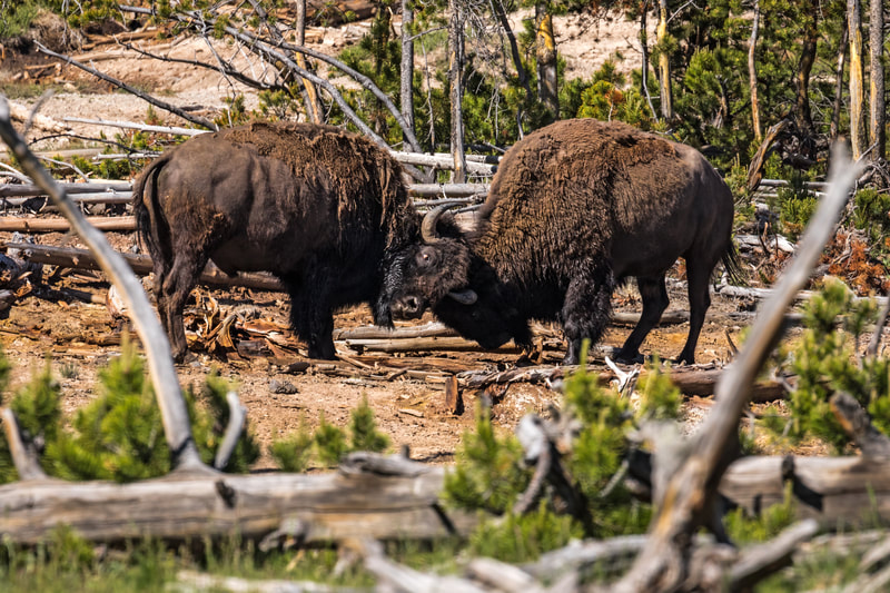 Bison / Buffalo – Grand Teton National Park 
