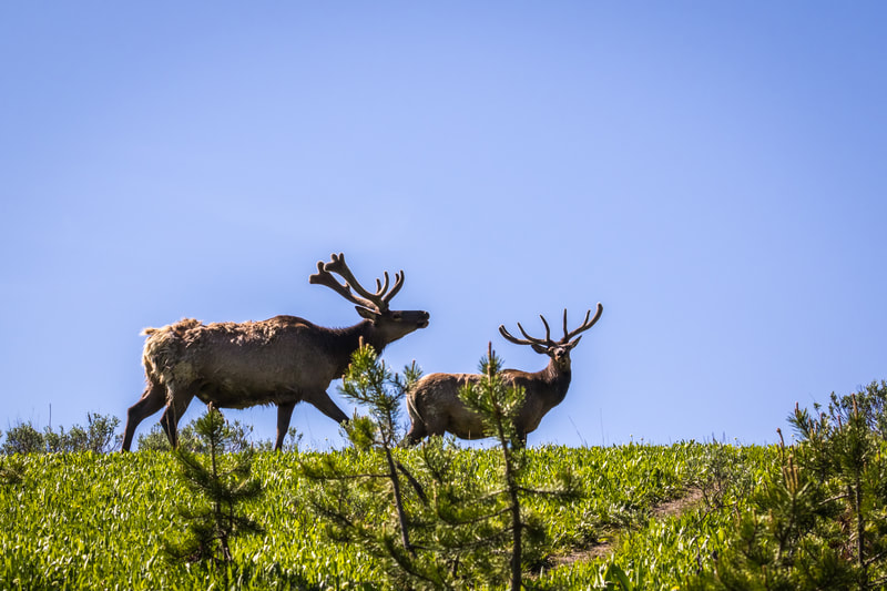 Elk  – Grand Teton National Park 