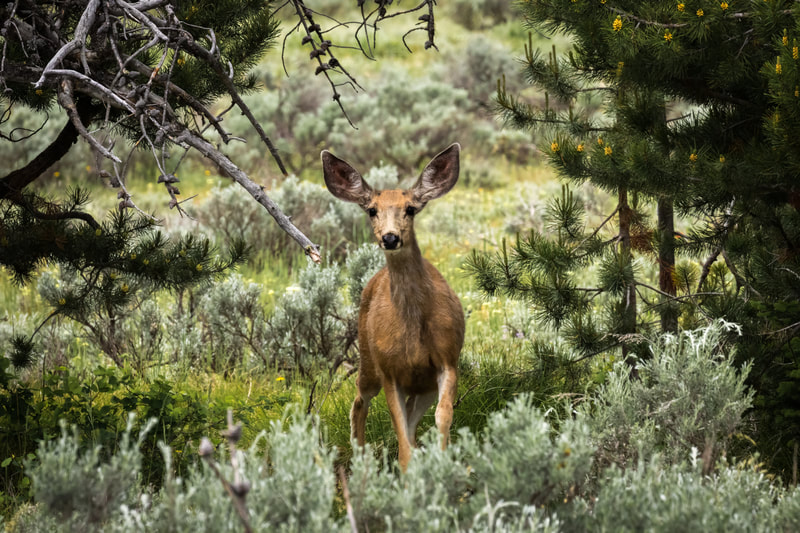 Deer – Grand Teton National Park 