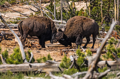 Bison fighing - Yellowstone National Park, Wyoming