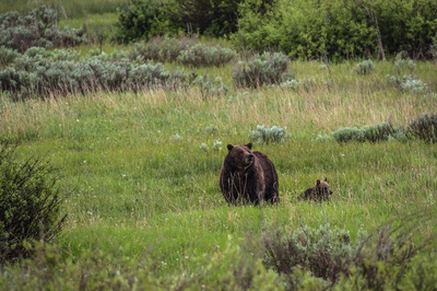 Grizzly Bear and Cub  – Grand Teton National Park