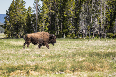 Bison - Yellowstone National Park, Wyoming