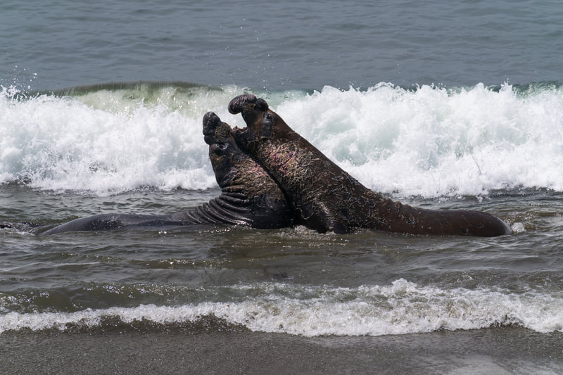 Elephant Seals California Coast 