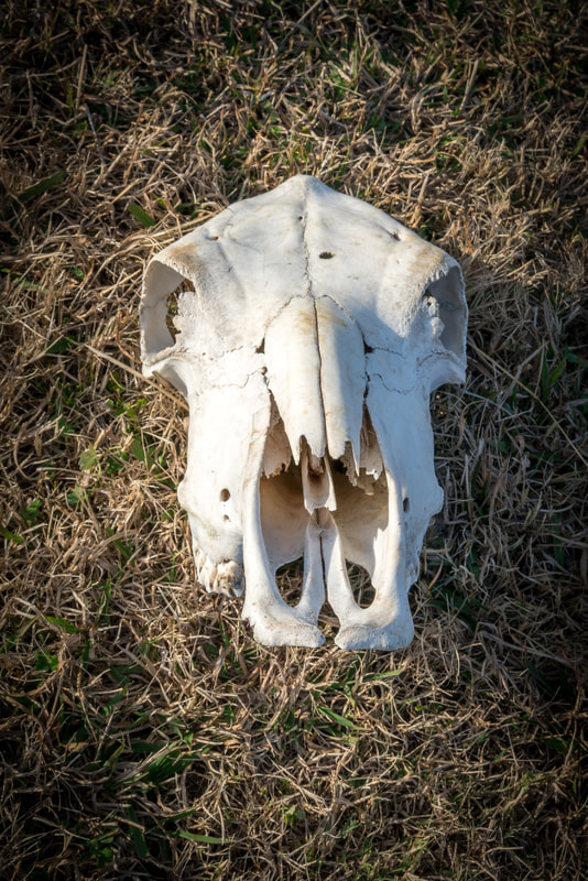 Cow Skull - Oklahoma 