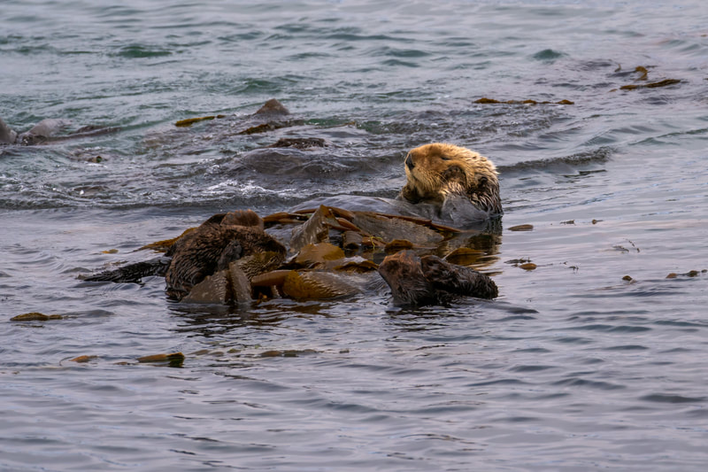 Sea Otter wrapped in kelp - Moro Bay