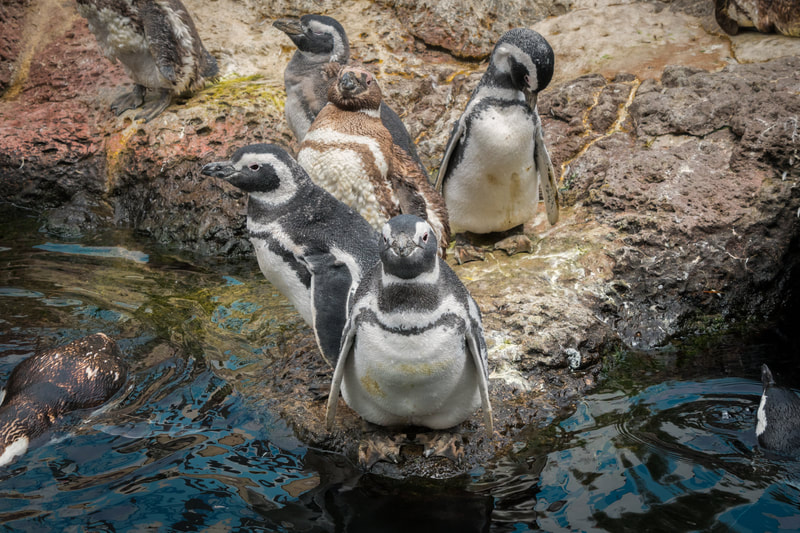 Penguins standing on the rocks 