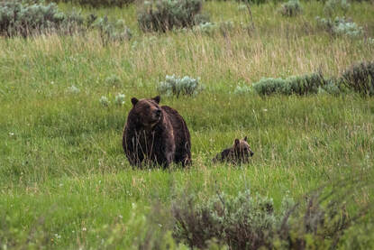 Grizzly Bear and Cub - Wyoming