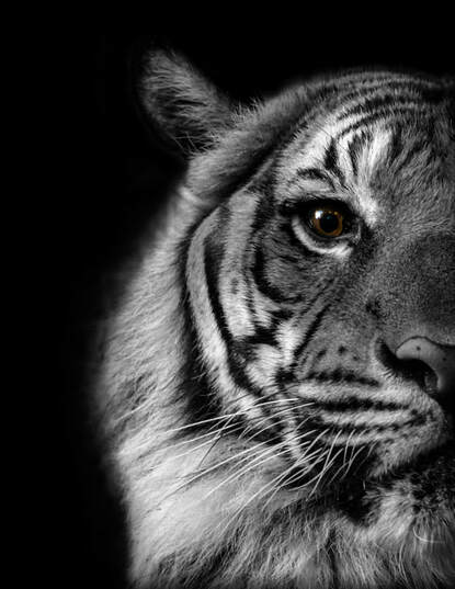 Tiger - Black and White