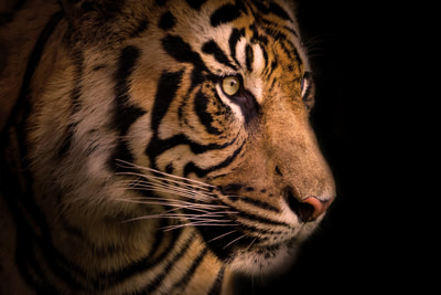 Tiger Portrait 