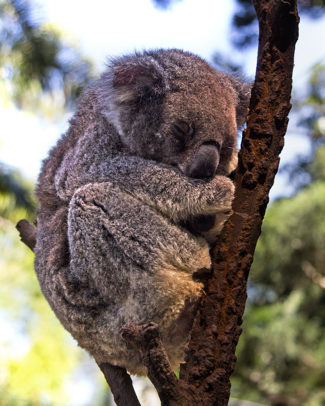 Koala sitting in the trees 