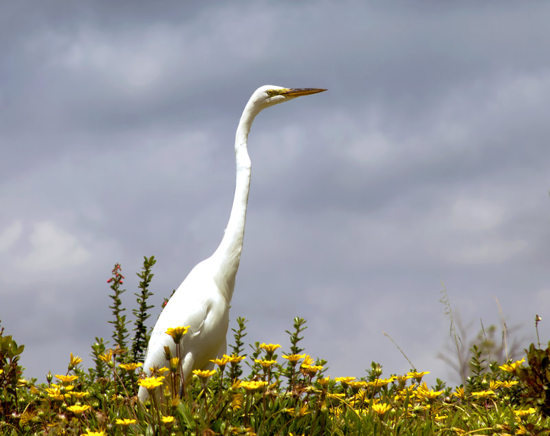 Egret standing in a field of yellow flowers 