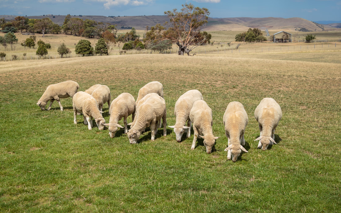 Flock of sheep in New Zealand 