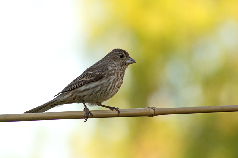 Sparrow bird sitting on a branch 