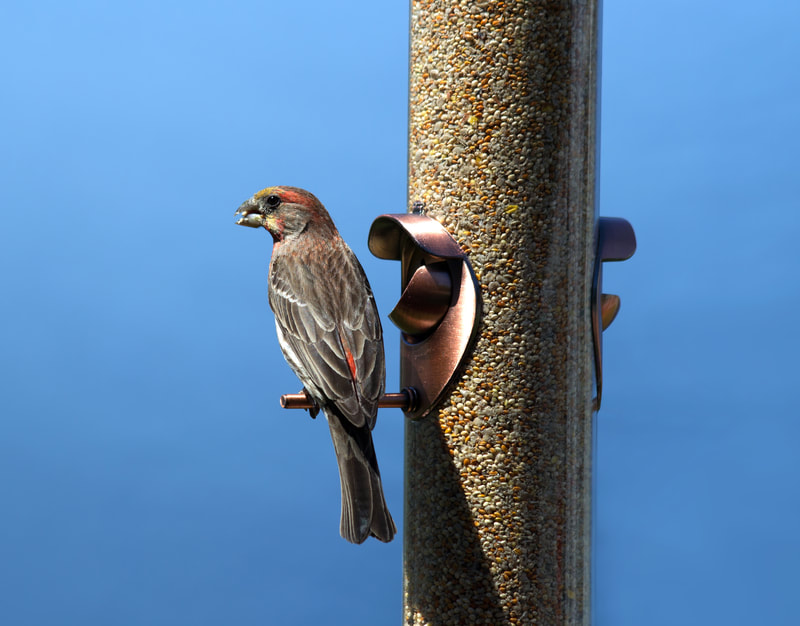 Sparrow bird eating seeds from a bird feeder 