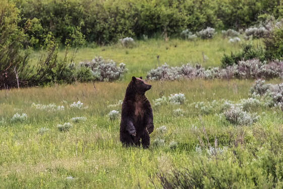 Grizzly Bear – Grand Teton National Park  