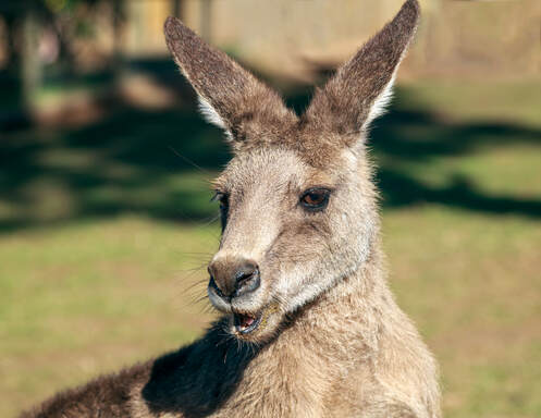 Kangaroo - Tasmania, Australia 