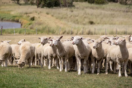 Flock of Sheep – New Zealand  